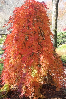 Klon palmowy (Acer palmatum) 